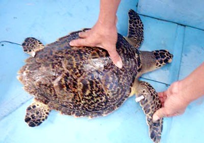 The endangered sea turtle was found in Cham Islands in Quang Nam Province (Photo: SGGP) The endangered sea turtle was found in Cham Islands in Quang Nam Province (Photo: SGGP)